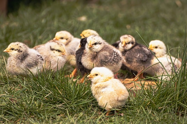 Free download birds ornithology chick chicken free picture to be edited with GIMP free online image editor