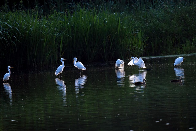 Free download birds ornithology common heron free picture to be edited with GIMP free online image editor