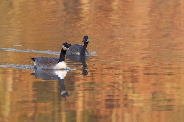 Descarga gratuita de aves, ornitología, patos, gansos canadienses, imagen gratuita para editar con el editor de imágenes en línea gratuito GIMP.