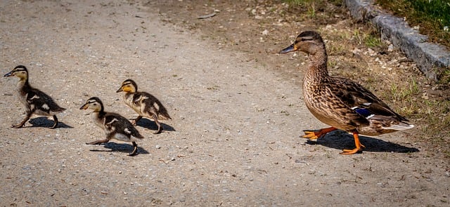 Free download birds ornithology ducks species free picture to be edited with GIMP free online image editor