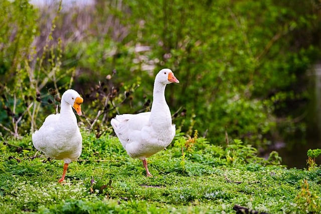 Free download birds ornithology geese nature free picture to be edited with GIMP free online image editor
