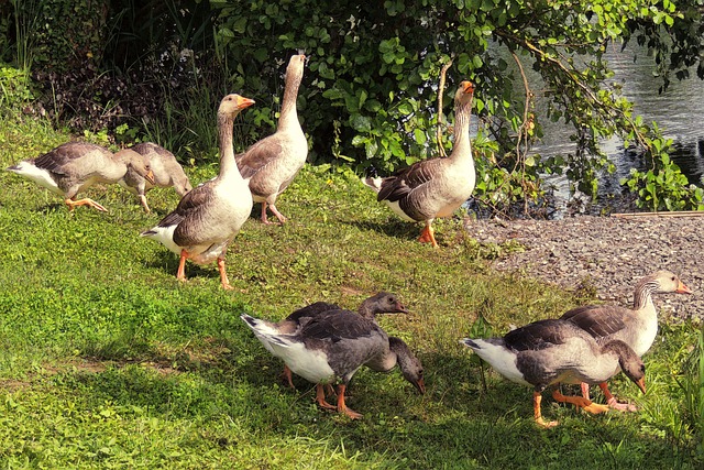 Free download birds ornithology goose ashen free picture to be edited with GIMP free online image editor