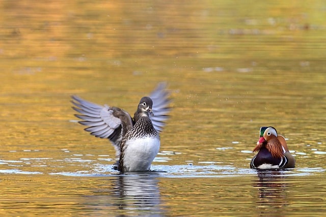 Free download birds ornithology mandarin ducks free picture to be edited with GIMP free online image editor