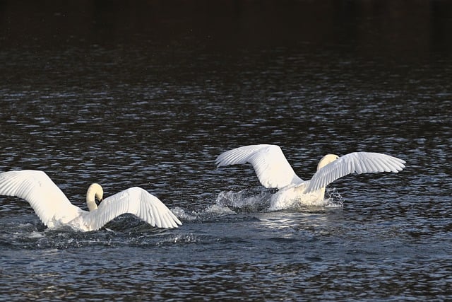 Free download birds ornithology mute swans free picture to be edited with GIMP free online image editor