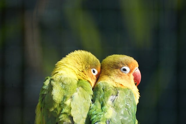 Free download birds ornithology parrot species free picture to be edited with GIMP free online image editor