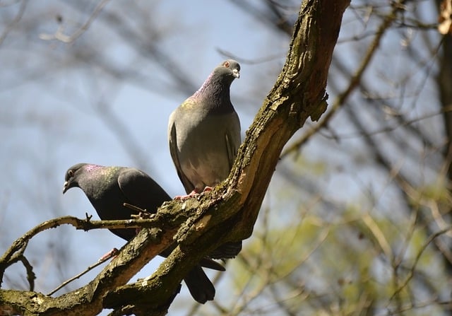 Free download birds ornithology pigeon species free picture to be edited with GIMP free online image editor
