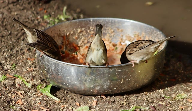 Free download birds ornithology sparrows free picture to be edited with GIMP free online image editor