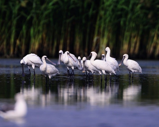 Free download birds ornithology spoon bill new free picture to be edited with GIMP free online image editor