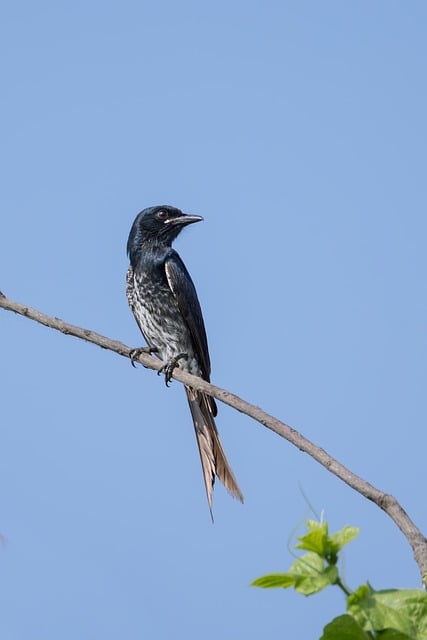 Free download birds ornithology wildlife feathers free picture to be edited with GIMP free online image editor