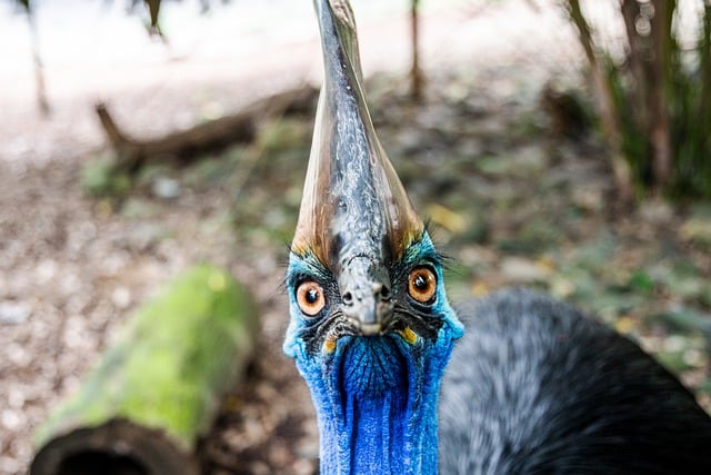 Kostenloser Download Vogel Südlicher Kasuar Kasuar Kostenloses Bild, das mit dem kostenlosen Online-Bildeditor GIMP bearbeitet werden kann