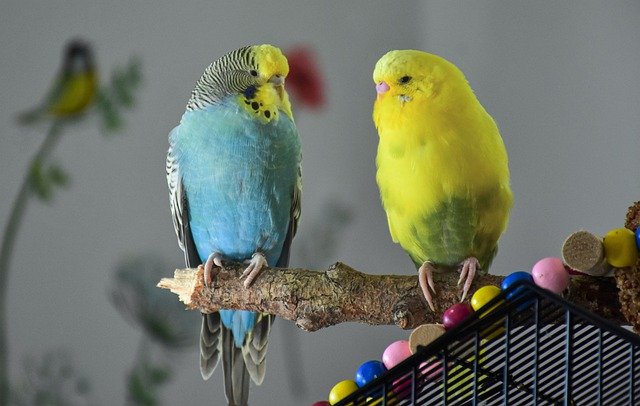Free download birds parakeet ornithology species free picture to be edited with GIMP free online image editor