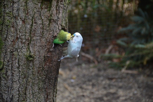Free download Birds Parakeets Friendship -  free photo or picture to be edited with GIMP online image editor