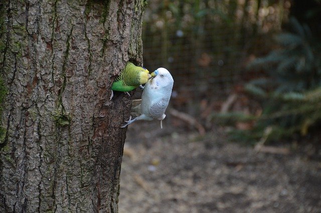 Free download Birds Parakeets Friendship -  free photo or picture to be edited with GIMP online image editor