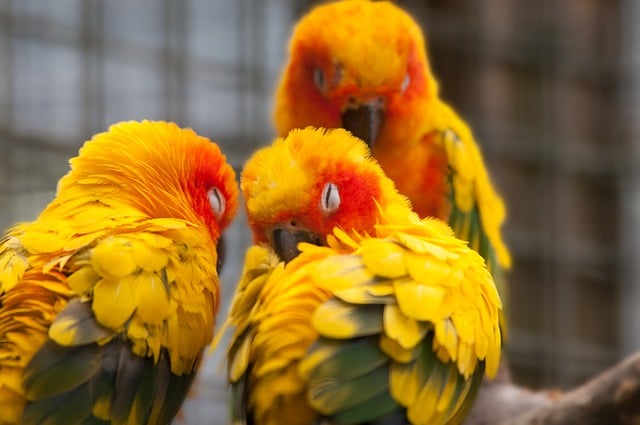 Free download birds parakeets ornithology species free picture to be edited with GIMP free online image editor