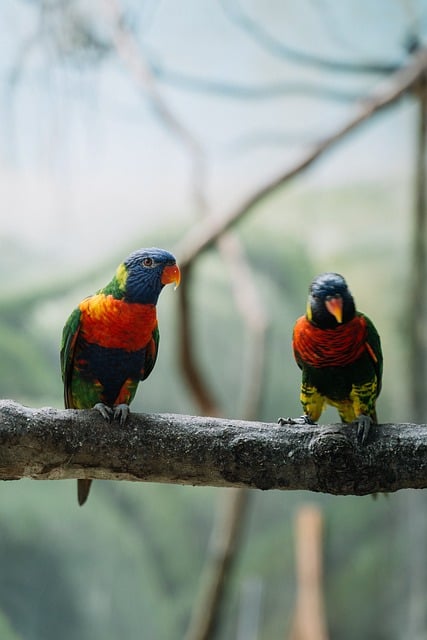 Scarica gratuitamente l'immagine gratuita di specie di ornitologia di pappagalli di uccelli da modificare con l'editor di immagini online gratuito GIMP