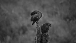 Free download Birds Parrots Green Nature -  free video to be edited with OpenShot online video editor