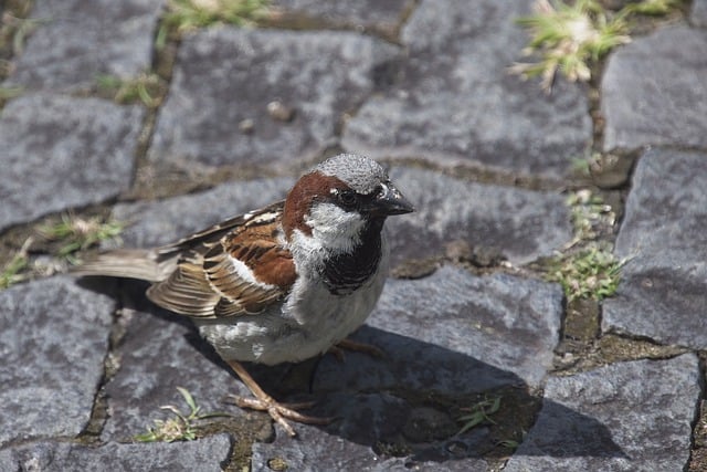 Free download bird sparrow animal nature free picture to be edited with GIMP free online image editor