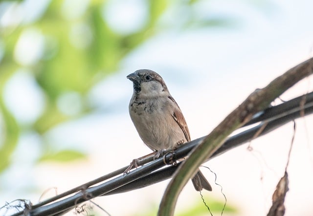 Free download bird sparrow animal sperling free picture to be edited with GIMP free online image editor