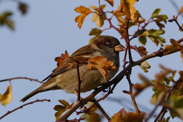 Free download bird sparrow autumn animal plumage free picture to be edited with GIMP free online image editor