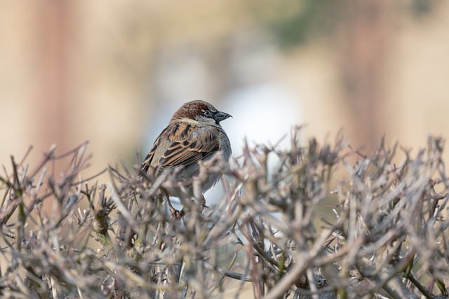 Free download bird sparrow branches animal free picture to be edited with GIMP free online image editor