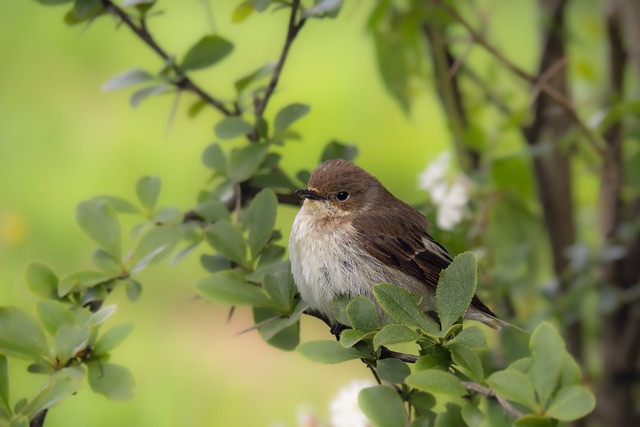 Free download bird sparrow feathers beak bill free picture to be edited with GIMP free online image editor