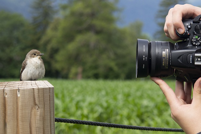 Free download bird sparrow feathers camera hand free picture to be edited with GIMP free online image editor