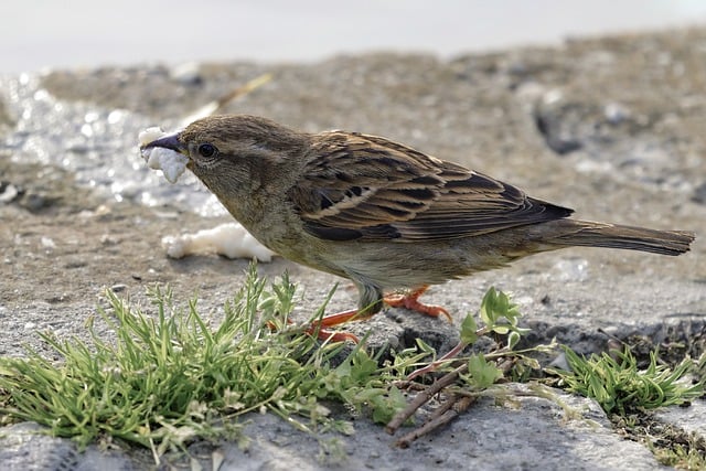 Free download bird sparrow feathers eating food free picture to be edited with GIMP free online image editor