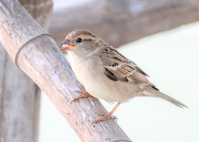 Free download bird sparrow ornithology animal free picture to be edited with GIMP free online image editor