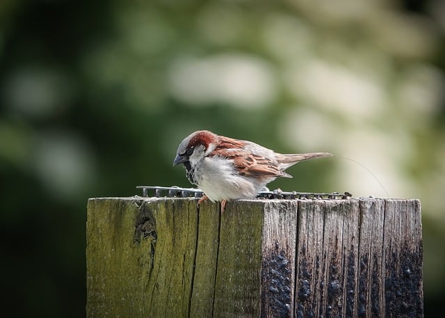 Free download bird sparrow ornithology species free picture to be edited with GIMP free online image editor