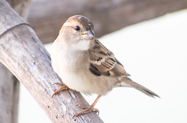 Free download bird sparrow ornithology winter free picture to be edited with GIMP free online image editor