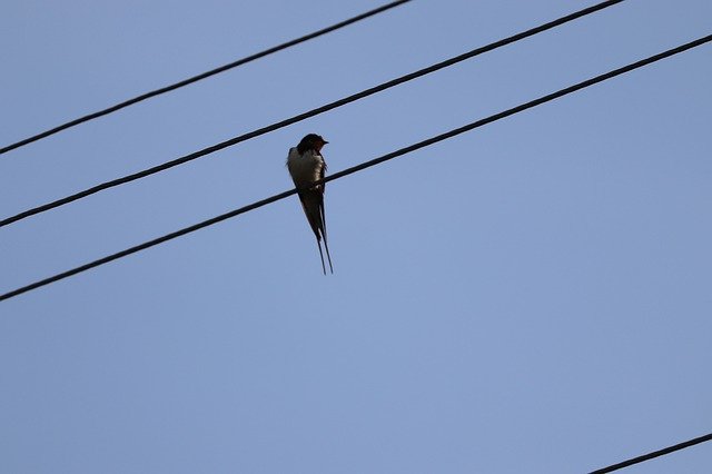 Free download Bird Sparrow Pigeon -  free photo or picture to be edited with GIMP online image editor