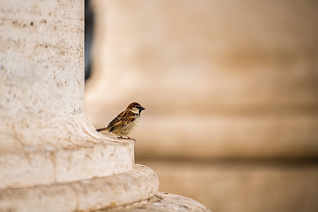 Free download bird sparrow pillar beak feathers free picture to be edited with GIMP free online image editor