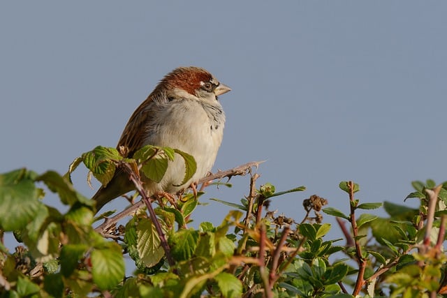 Free download bird sparrow plumage leaves free picture to be edited with GIMP free online image editor