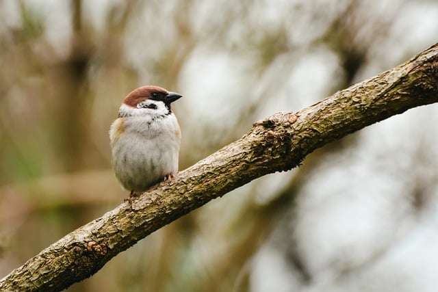 Free download bird sparrows animal wildlife free picture to be edited with GIMP free online image editor