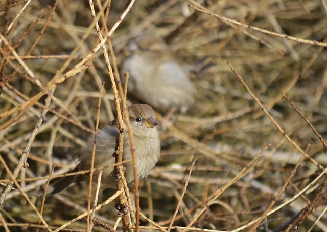 Free download bird sparrows fluffy shrubs hidden free picture to be edited with GIMP free online image editor