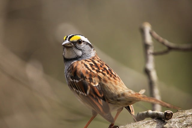 Free download bird sparrow songbird feathers free picture to be edited with GIMP free online image editor