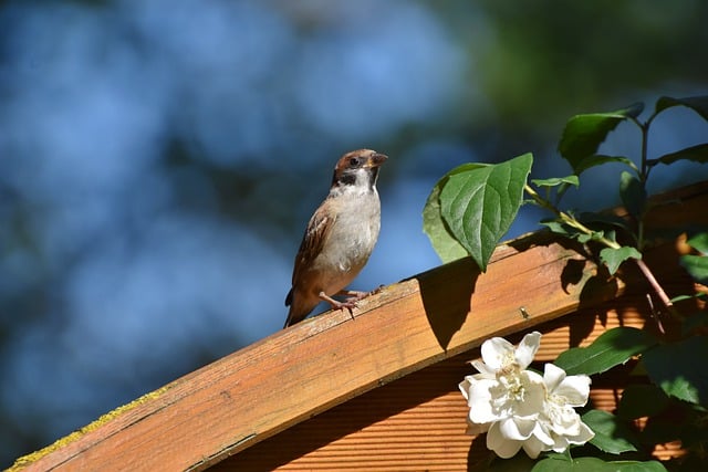 Free download bird sparrow songbird species free picture to be edited with GIMP free online image editor