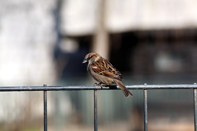 Бесплатно скачать птичий воробей sperling house sparrow бесплатное изображение для редактирования с помощью бесплатного онлайн-редактора изображений GIMP