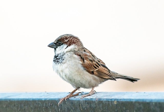Free download bird sparrow sperling sitting free picture to be edited with GIMP free online image editor