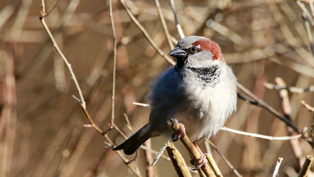 Free download bird sparrow sperling wild animal free picture to be edited with GIMP free online image editor