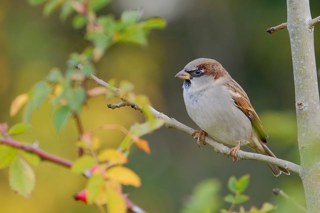 Free download bird sparrow tree autumn animal free picture to be edited with GIMP free online image editor
