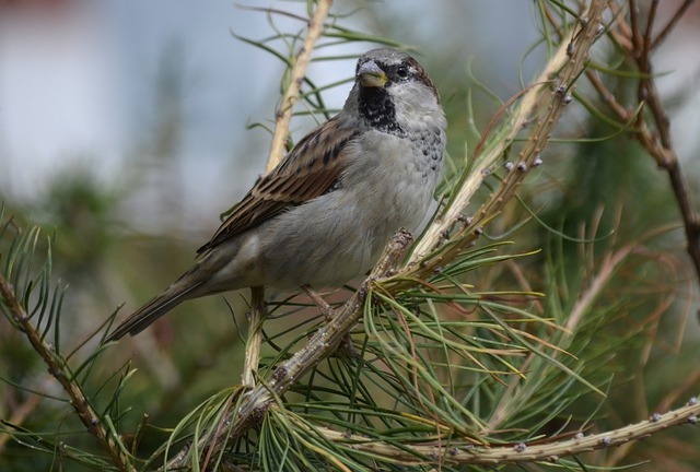 Free download bird sparrow tree beak feathers free picture to be edited with GIMP free online image editor