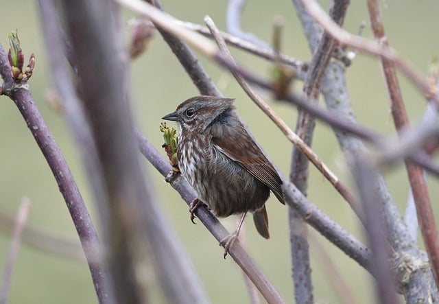 Free download bird sparrow wildlife birdwatching free picture to be edited with GIMP free online image editor