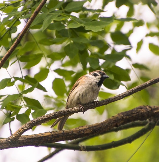 Free download bird sparrow willow animal free picture to be edited with GIMP free online image editor