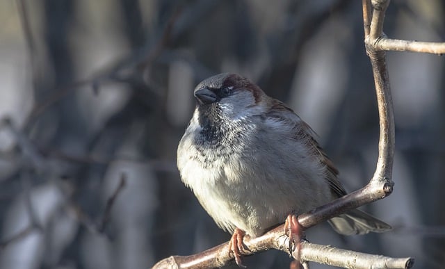 Free download bird sparrow winter branch sit free picture to be edited with GIMP free online image editor