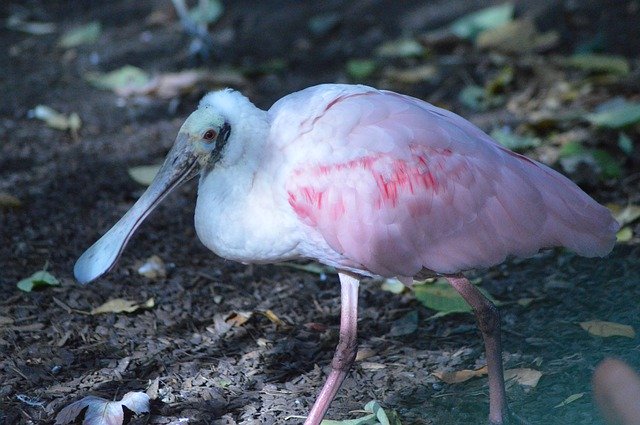 무료 다운로드 Bird Spatula Pink - 무료 사진 또는 김프 온라인 이미지 편집기로 편집할 수 있는 사진