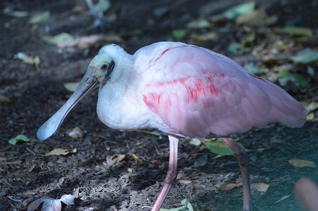 Téléchargement gratuit de Bird Spatula Pink - photo ou image gratuite à modifier avec l'éditeur d'images en ligne GIMP