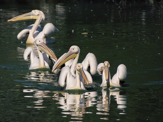 Free download birds pelicans pond water birds free picture to be edited with GIMP free online image editor