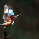 Birds perch on dry tree branches  screen for extension Chrome web store in OffiDocs Chromium