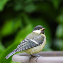 Birds perch on jars  screen for extension Chrome web store in OffiDocs Chromium